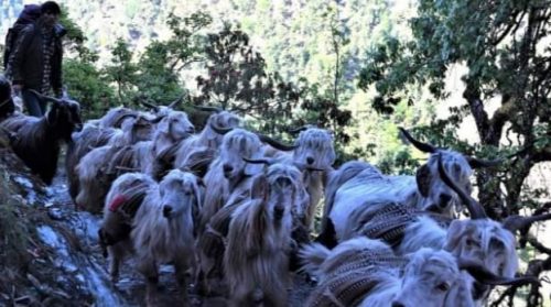 बझाङको साईपाल गाउँपालीकामा भेडा च्याङग्रा मार्फत खाद्यन्न ढुवानी