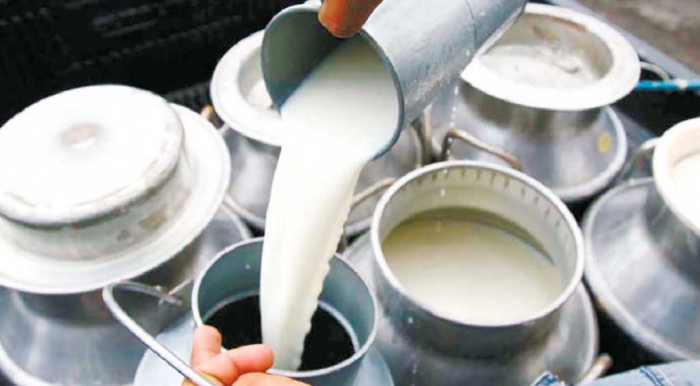 किसानले पाएनन् दूधको २२ करोड भुक्तानी