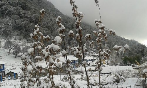 सोलुखुम्बुमा हिमपातसँगै वर्षा, किसान हर्षित