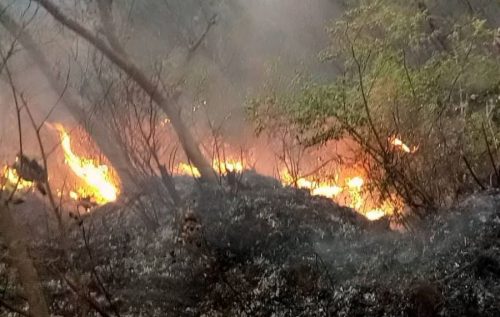पोर्चुगलकाे जंगलमा आगो लगाउने ७२ जनालाई कारबाही