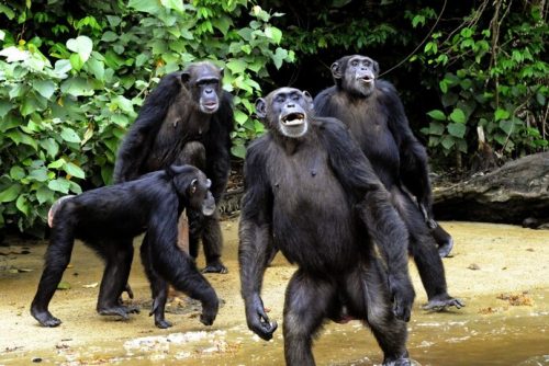 अमेरिकी प्रयोगशालाका चिम्पान्जीको दुखद कहानी