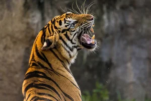 दुई जनाको ज्यान लिएको नरभक्षी बाघ मर्‍यो