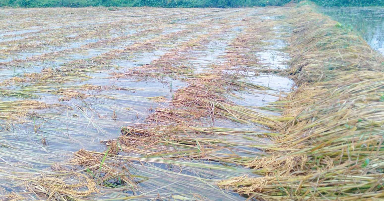 कैलाली बाढी : चार पालिकाको कृषिबाली क्षति, कहाँ कति क्षति भयाे ?