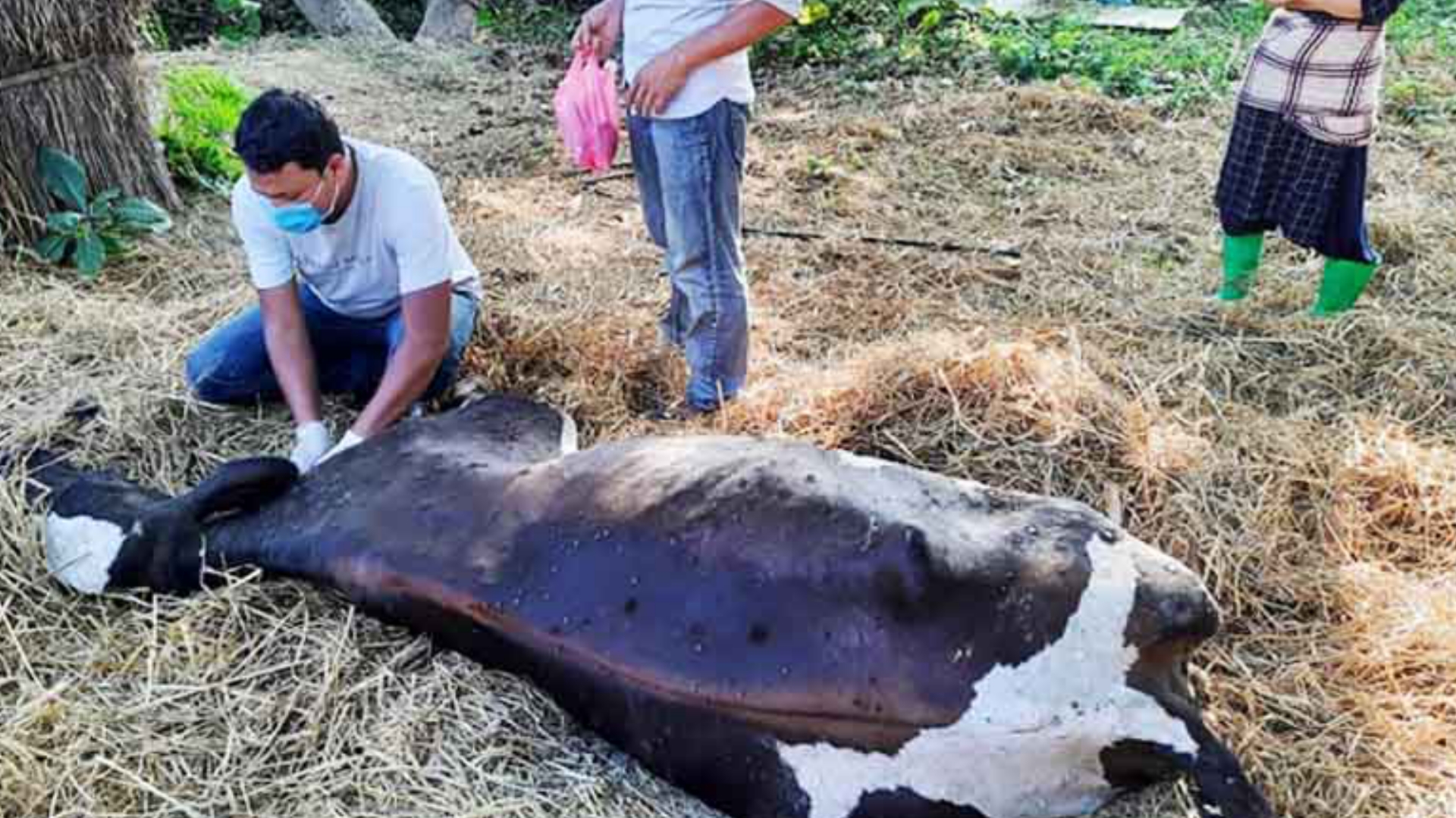 रसुवामा लम्पी स्किनबाट एक सय ५९ पशु मरे