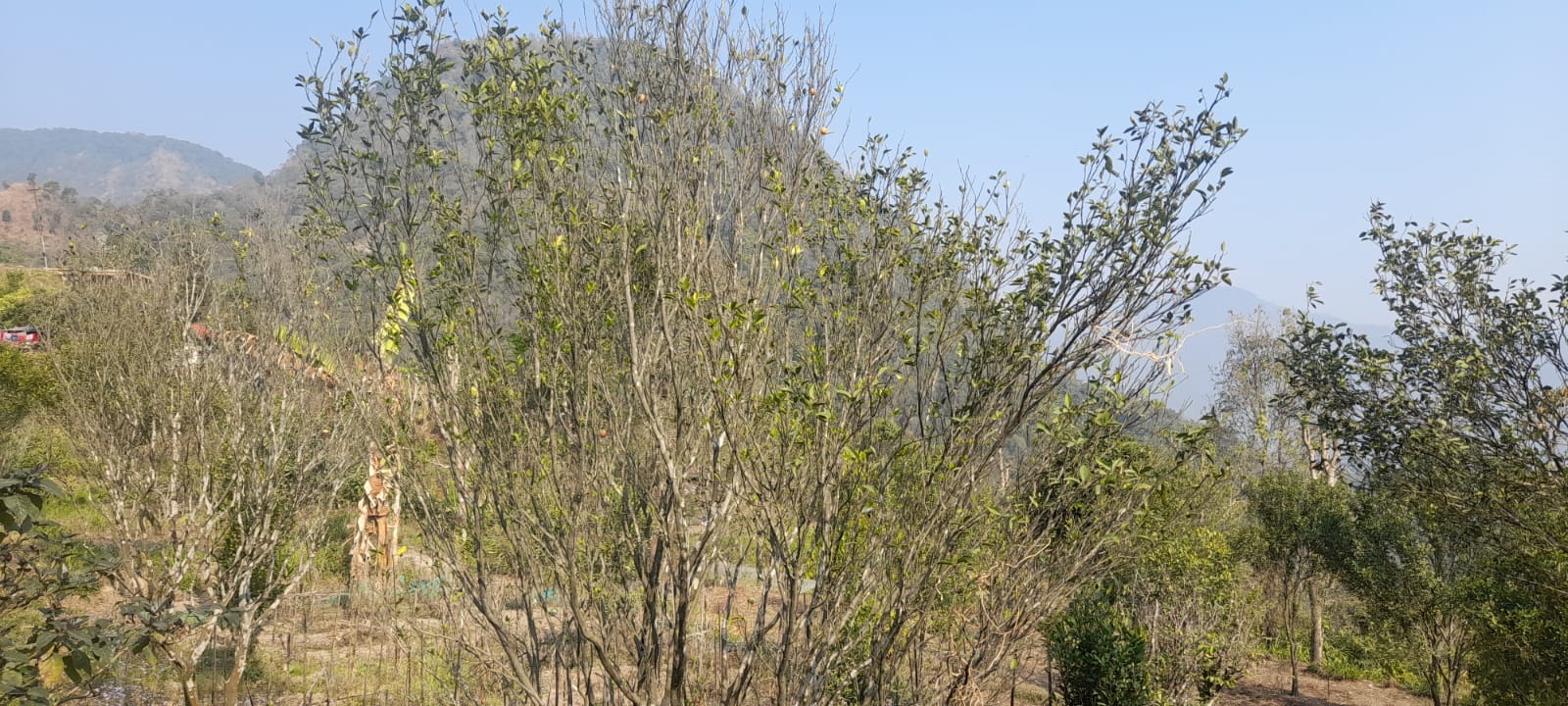 ‘पकेट’ क्षेत्रमा मर्न थाले सुन्तलाको बोट, किसान चिन्तित