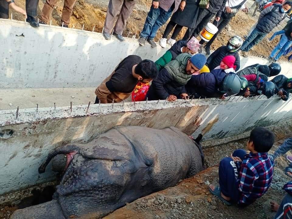 गैँडाको मृत्युमा निर्माण व्यवसायीलाई कारबाही गर्न खोजेको भन्दै महासङ्घको आपत्ति