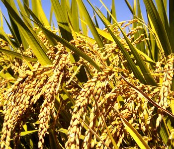 चितवनका किसानले पाएनन् चैते धानको न्यूनतम समर्थन मूल्य