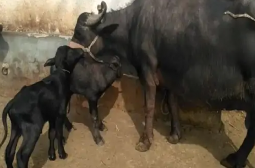पाडीबाच्छी हुर्काउने किसानलाई अनुदान