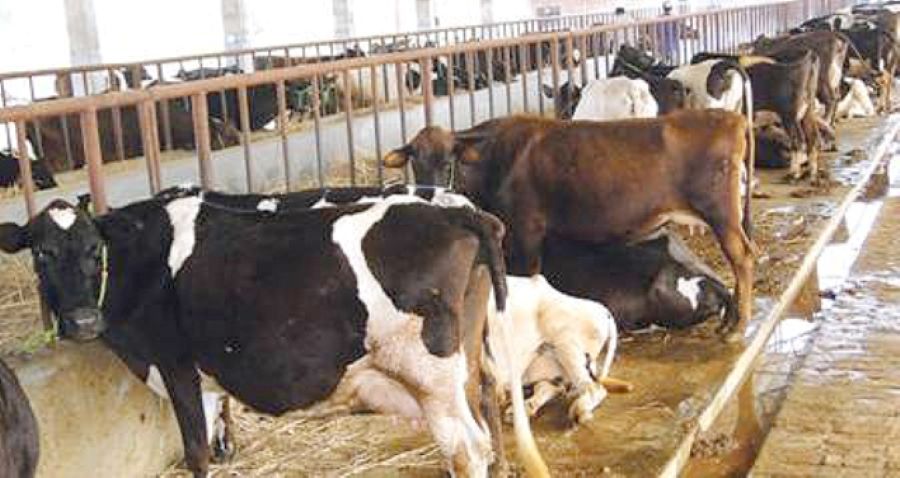 विदेशबाट फर्केर गाईपालनमा रमाउँदै आचार्य