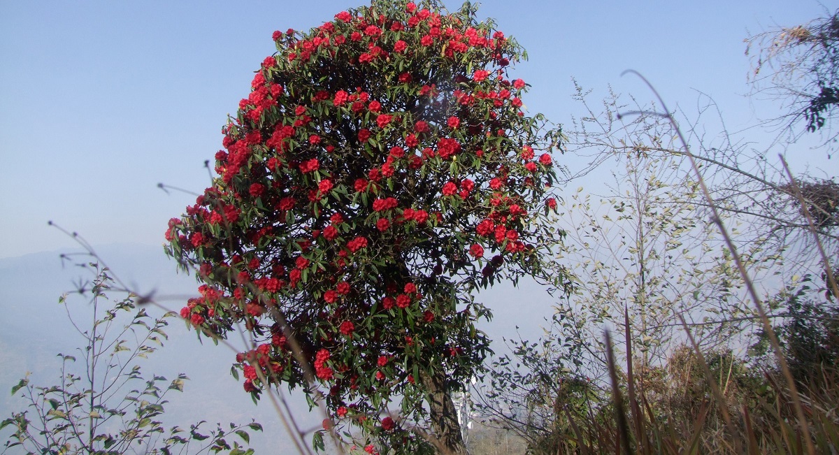 गुराँसै फुल्यो वनैमा…