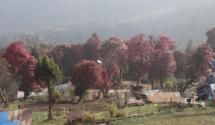 लालीगुराँसले ढकमक्क घोडेपानी पर्यटकको पर्खाइमा