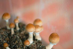 जङ्गली च्याउँ खादा तीन बिरामी