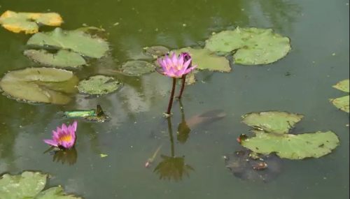 बिक्री भएर फर्काइएको कमल पोखरीमा ५० वर्षपछि कमलको फूल