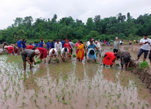 धान उत्पादन वृद्धिका लागि जैविक विविधताको संवर्द्धन