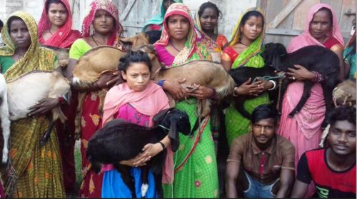 न्यून आय भएका परिवारलाई बाख्रा र बंगुर