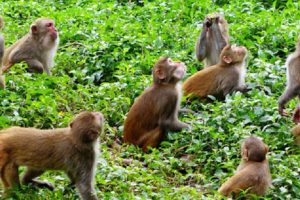 सामूहिक अदुवा खेतीले हटायो बाँदरको आतंक