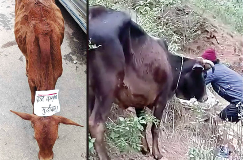 दूध दिउन्जेल स्याहार, नदिए अत्याचार