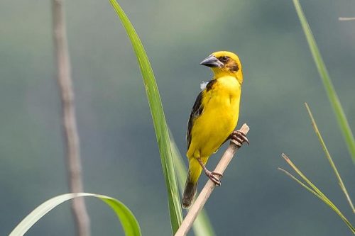 विश्वमै दुर्लभ सुनौलो तोप चराको संख्या घट्दै