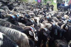 वडासैँलाई लक्षित गरी पोखरामा भेडाच्याङ्ग्राको हाटबजार