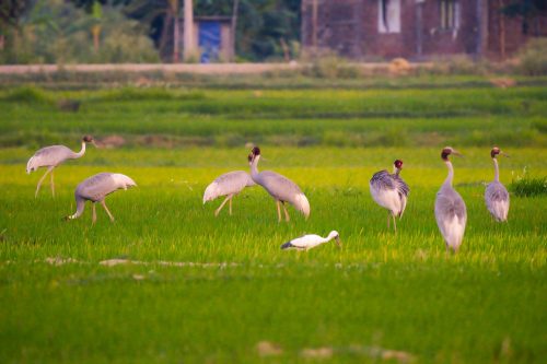 बुद्धले जोगाएको पंक्षी बुद्धकै भूमिमा संकटापन्न