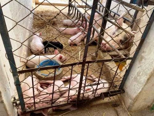 बंगुरपालक किसानलाई बजारको अभाव