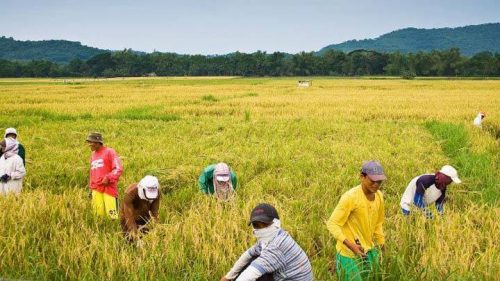 मतदाता रिझाउने नयाँ शैली : किसानको खेतमा धान काटेर सहयोग गर्दै प्रत्यासी