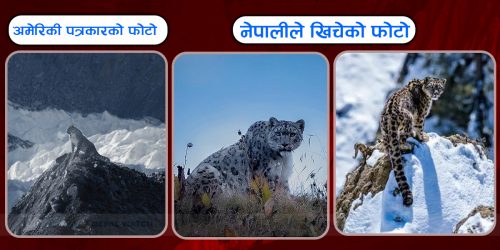 अमेरिकी पत्रकारभन्दा पहिले नै नेपालीले खिचेका थिए हिउँ चितुवाको सुन्दर तस्बिर