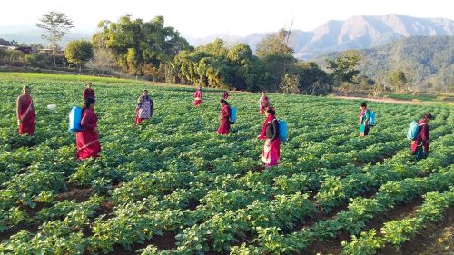 बागमतीका छ जिल्लामा करिब ८० प्रतिशत विषादी खपत