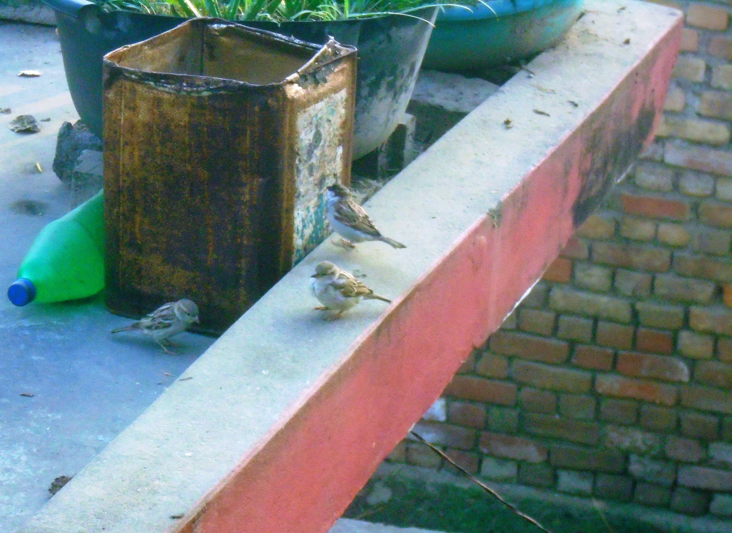 कता हराए चिरबिर गर्ने भँगेरा ?