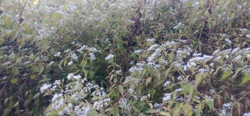 धान फल्ने खेत वनमाराले ढाक्यो