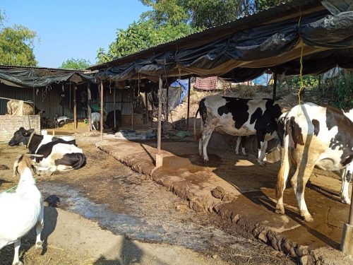 विदेशबाट फर्केर गाईपालन