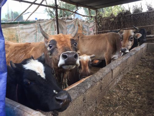 गौशालाका गाईको कन्तविजोग