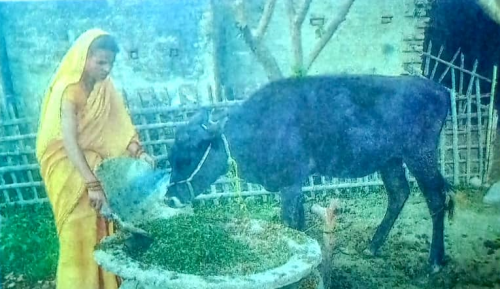 उपराष्ट्रपति पत्नी भन्छिन्, गाईबस्तु छाडेर कसरी काठमाडौं बस्नु ?