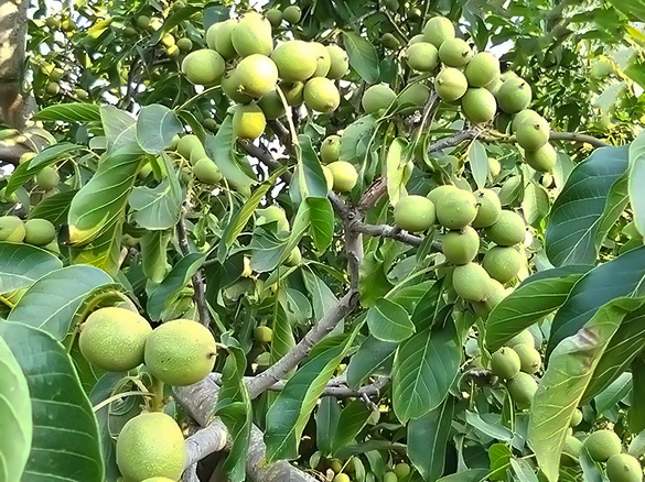 बाँझो जग्गामा ओखर खेती
