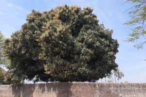 देशकै सबैभन्दा ठूलो सरकारी बगै‌चाको आँप ५३ लाखमा ठेक्का