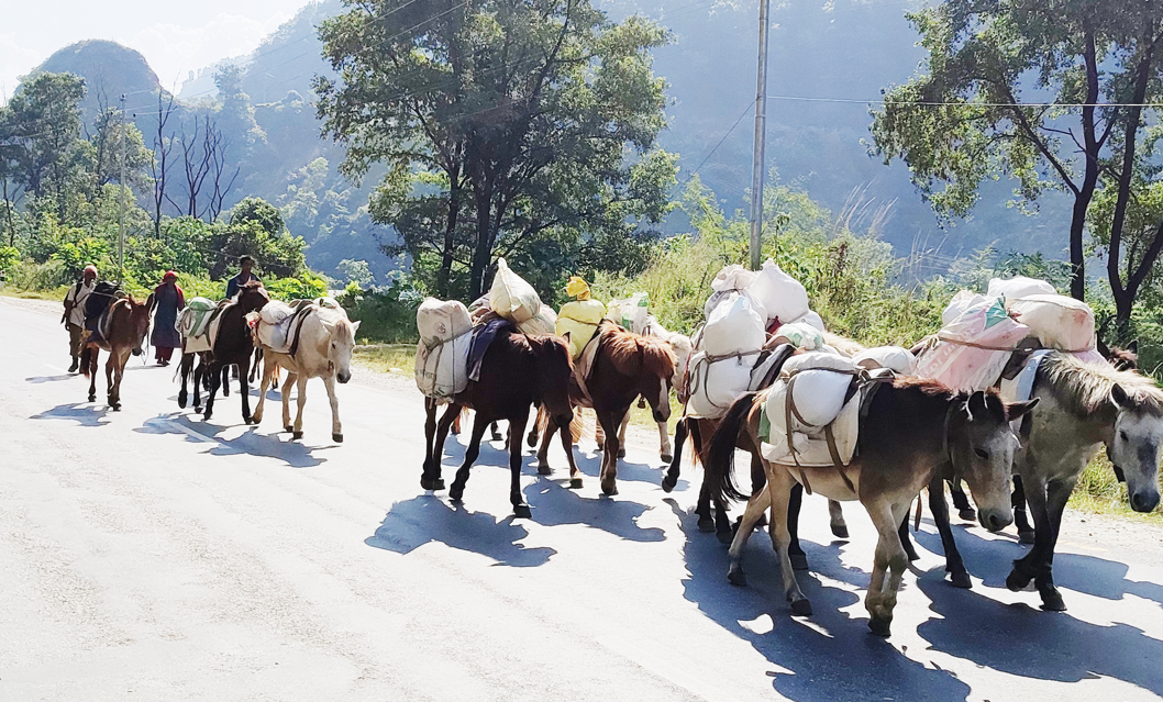 बर्खामा ढुवानी गर्न खच्चडकै भर