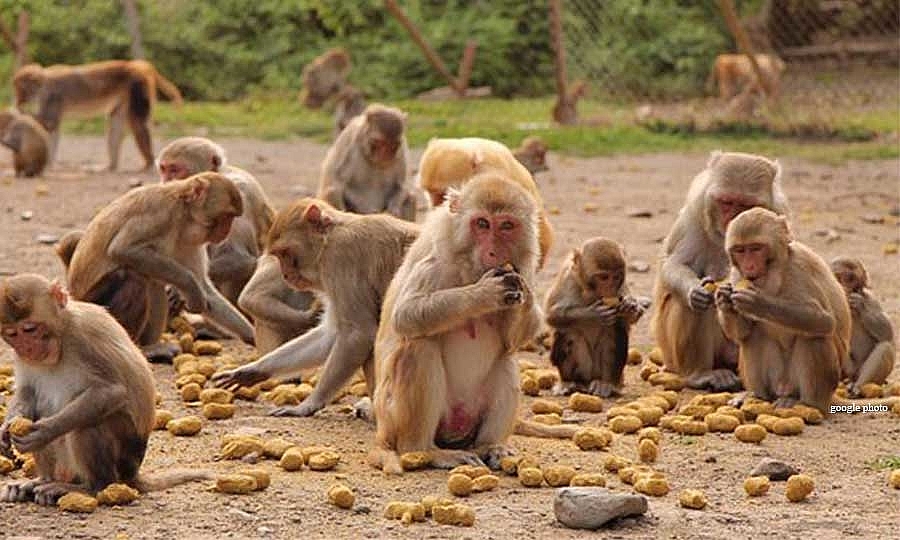 बाँदरलाई कृषि हानिकारक वन्यजन्तु घोषणा