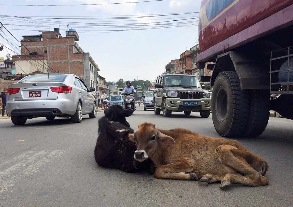 छाडा गाईबाच्छालाई बालेनको सेल्टर, खुवाउन साइलेज र हेरचाहका लागि जनशक्ति नियुक्त