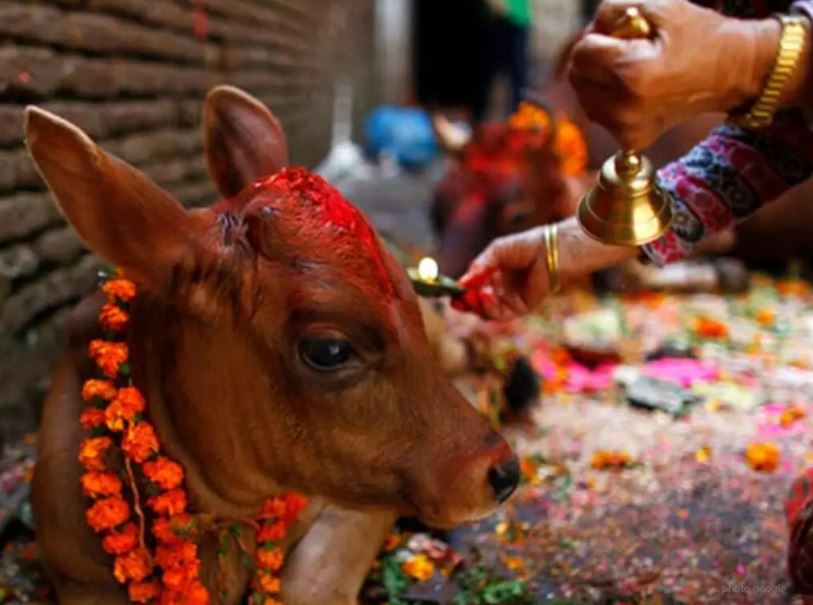तिहारको तेस्रो दिन, आज गाई पूजा
