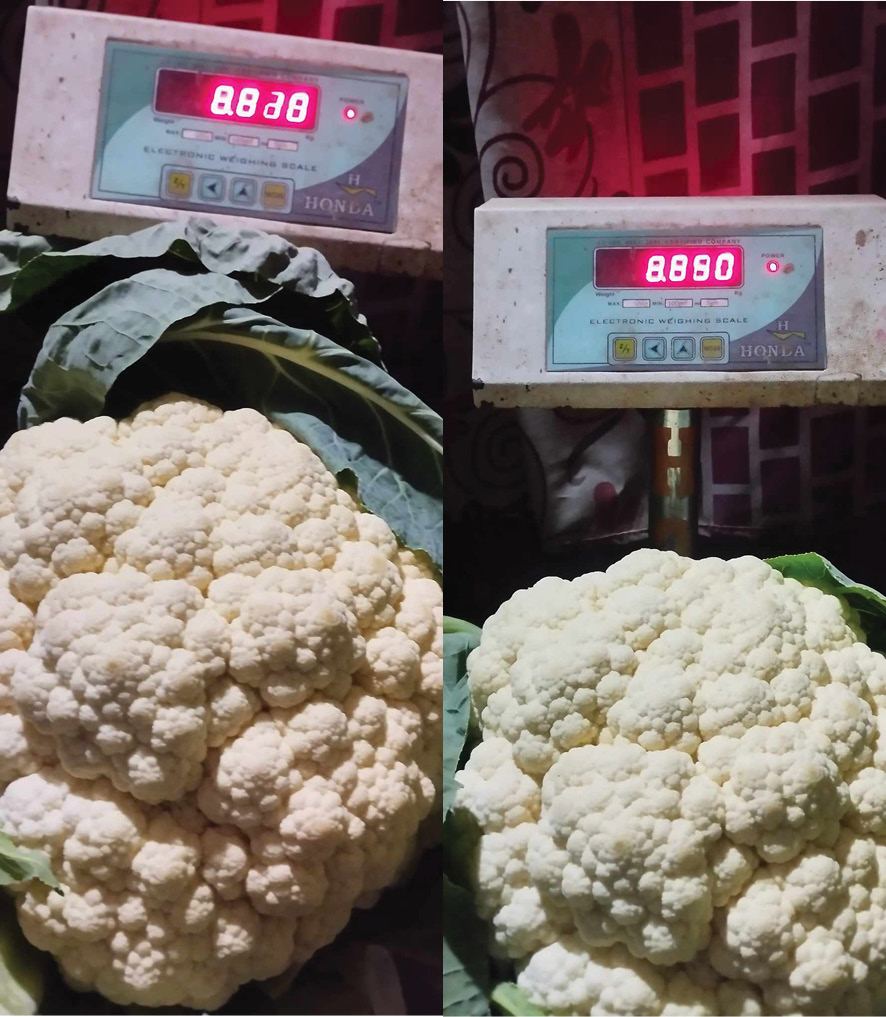 पदमले फलाए नौ किलोको एउटै काउली