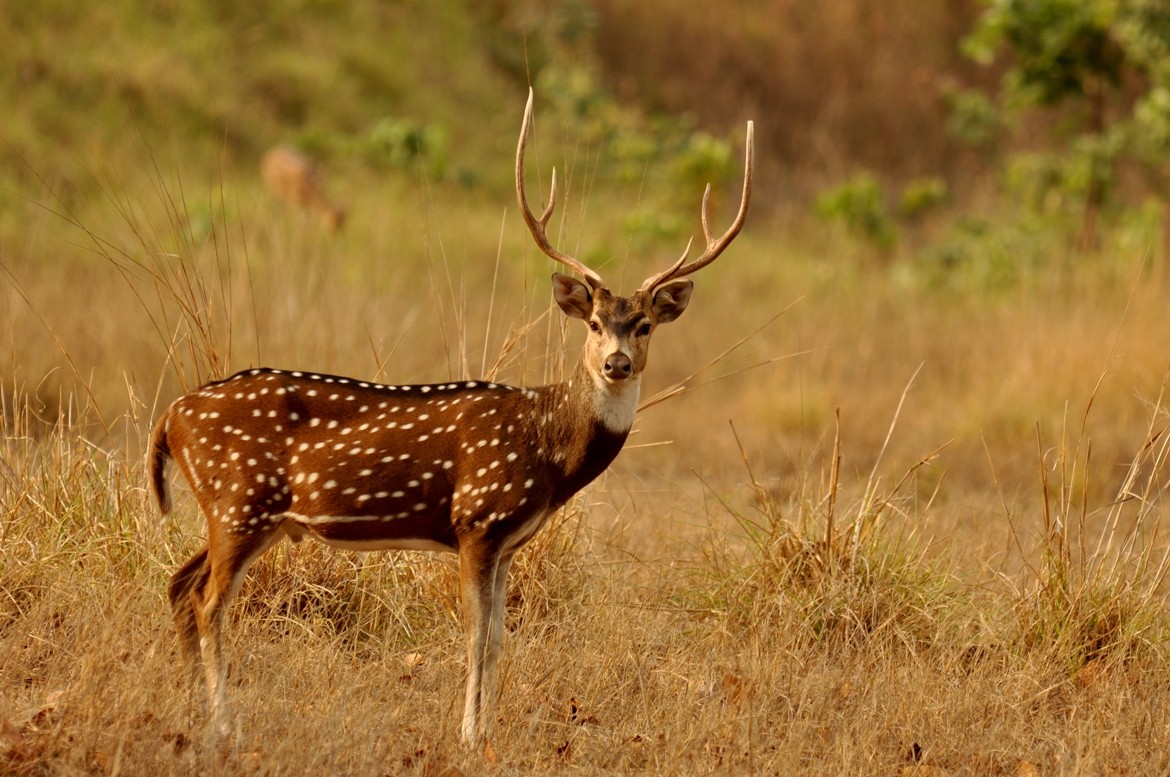 दुर्लभ पोथी चित्तलको उद्धार