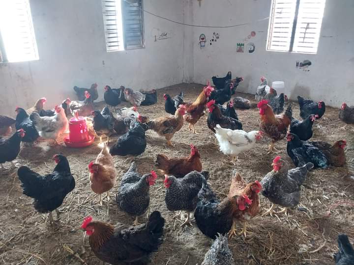 स्याङ्जाको नमुना विद्यालय, जहाँ विद्यार्थीले गर्छन् कुखुरापालनदेखि च्याउखेतीसम्म