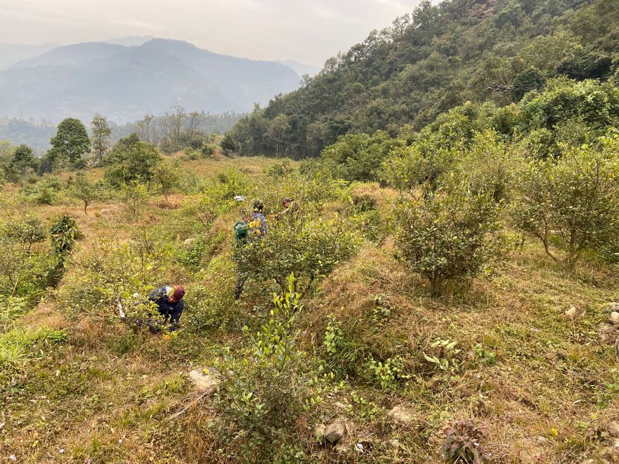 झाँडीले ढाकेको जग्गामा कागतीखेती