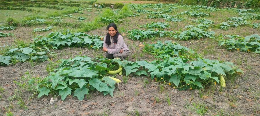 उपमेयरको लोभलाग्दो काँक्राखेती, वार्षिक कमाइ सात लाख