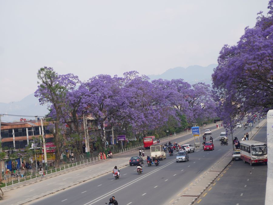 जाकाराण्डा फूलको संरक्षण गर्दै ललितपुर महानगर