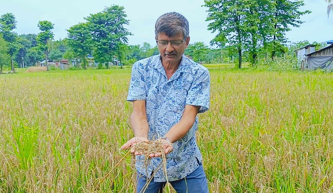 ‘नेक ब्लास्ट’ रोगले बोटमै सुक्यो धान