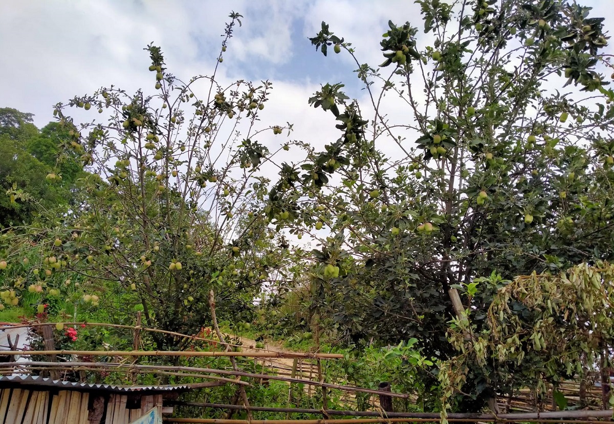 स्याङ्जाको चराङमा स्याउ उत्पादन