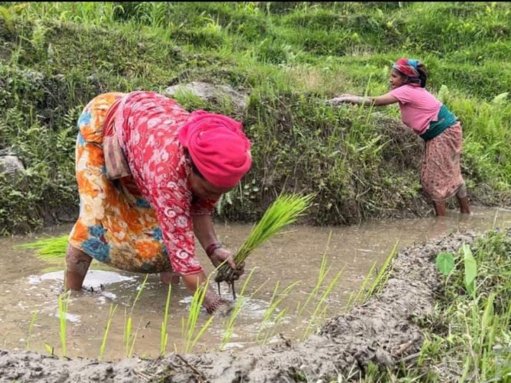 पर्वतमा जेठदेखि नै धान र कोदो रोपाइँ