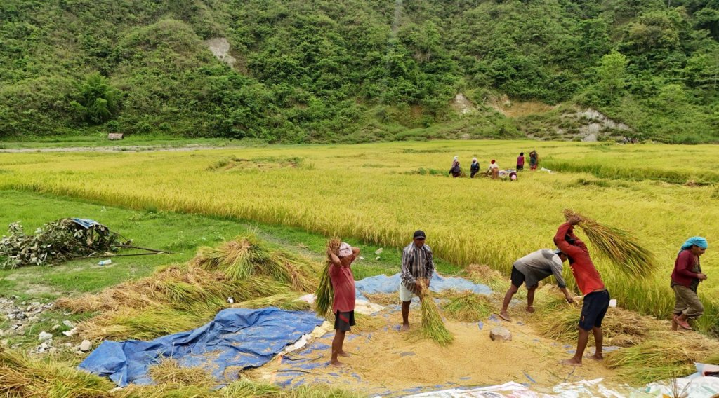 चैते धान थन्क्याउने चटारोमा किसान