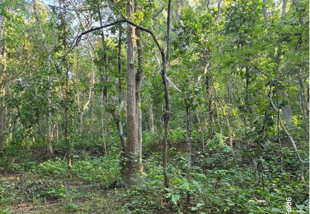 बाँकेमा दुई हजार ५७८ हेक्टर क्षेत्रमा चक्ला वन निर्माण